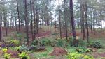 Asyiknya Berkuda di Hutan Pinus Malino, Sulsel