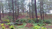 Hutan pinus Malino