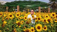 Sun Flower Garden PVJ