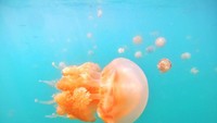 Ubur-ubur tanpa sengat atau stingless Jellyfish.