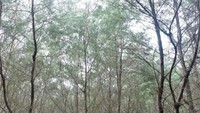 Gerbang Masuk Unik Pantai Pertama : Cemara Sewu