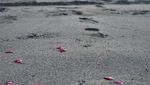 Asyiknya Susur Gumuk Pasir Parangkusumo di Jogja dengan Jip