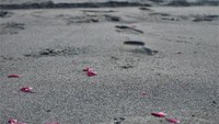 Taburan Kembang di Tepi Laut Selatan Yogyakarta