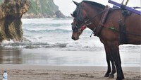 Kuda Delman Parkir di Pantai Terujung, Watugupit