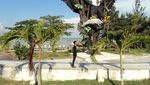 Awas! Ada Elang Laut Raksasa di Pantai Parai, Bangka