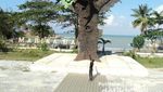 Awas! Ada Elang Laut Raksasa di Pantai Parai, Bangka