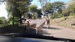 Awas, Ada Zebra Cross Sungguhan!