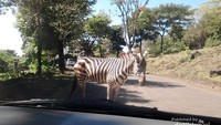 Zebra cross artinya marka jalan hitam putih untuk kita menyeberang jalan. Tapi di Taman Safari Prigen artinya adalah zebra yang sungguhan menyeberang jalan.