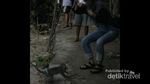 Awas, Diterjang Monyet di Pantai Siung!