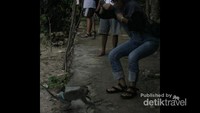 Saat ke alam bebas, kita sering berjumpa monyet. Tapi banyak juga lho monyet galak. Misalnya di Pantai Siung, Gunungkidul, menuju spot climbing. Tiba-tiba monyet di sana mendadak mendekat, turis pun kaget bukan kepalang.