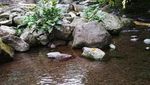 Awas Hati-hati, Banyak Monyet Nakal di Curug Nangka