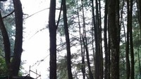 Di bawah hutan pinus, di depan menunggu rombongan kera mananti