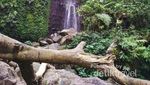 Awas Hati-hati, Banyak Monyet Nakal di Curug Nangka