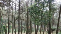 Hutan pinus