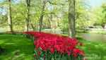 Bagai Negeri Dongeng, Taman Ini Penuh Tulip Warna-warni