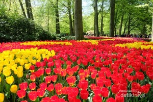 Bagai Negeri Dongeng, Taman Ini Penuh Tulip Warna-warni