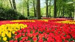 Bagai Negeri Dongeng, Taman Ini Penuh Tulip Warna-warni