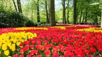 Tulip berwarna-warni di Taman Keukonhof