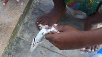Umpan untuk memancing