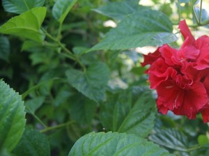 Bajawa, Air Panas dan Ikan Bakar Enak Dari Flores