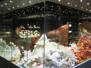 Bali Shell Museum, Satu-satunya Museum Kerang di Indonesia