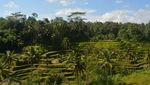 Bali yang Hijau Ada di Sini