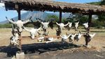 Baluran, Serasa Afrika Sungguhan!