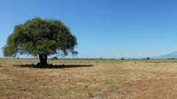 Savana Bekol, TN Baluran, Africa van Java