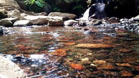 Air jernih kolam Mandala