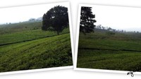 Hamparan kebun teh