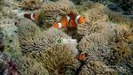 Bangka Belitung Masih Punya Pulau Secantik Ini