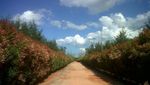 Bangka Botanical Garden, Oase Tersembunyi di Pulau Bangka