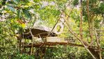 Bangka Juga Punya Hutan Mangrove Kekinian