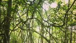 Bangka Juga Punya Hutan Mangrove Kekinian