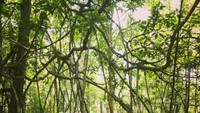 Jembatan Kayu di Sepanjang Hutan Ekowisata Mangrove Munjang