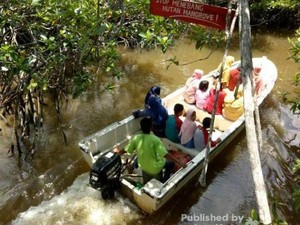 Bangka Juga Punya Hutan Mangrove Kekinian