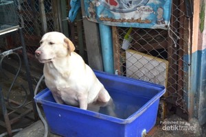 Bangkok Gerah, Anjing Pun Berendam