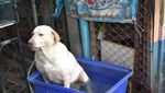 Bangkok Gerah, Anjing Pun Berendam