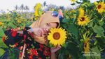 Bantul Punya Taman Bunga Secantik Ini?