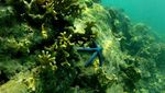 Banyak Spot Snorkeling Seru di Sekitar Pulau Harapan!