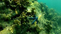 bintang laut