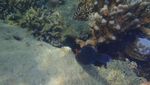 Banyak Spot Snorkeling Seru di Sekitar Pulau Harapan!