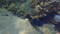 Biota Laut di Pulau Macan
