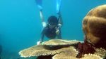 Banyak Spot Snorkeling Seru di Sekitar Pulau Harapan!
