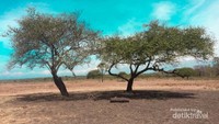 Keindahan Baluran