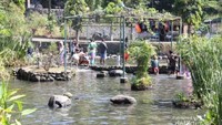 Kolam Berisi Ikan-ikan dan boleh ditangkap