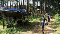 Hutan pinus