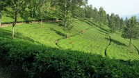 tea walk (sumber: aglassoflife.blogspot.com)