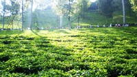 kebun teh gunung mas (sumber: potlot-adventure.com)