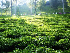Bbrr! Akhir Pekan Dingin di Kebun Teh Gunung Mas